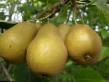 Päärynä (päärynäpuu)  Dyujjmovochka laji kuva