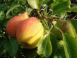 Päärynä (päärynäpuu) lajit Kafedralnaya kuva ja ominaisuudet