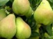Pear varieties Krupnoplodnaya Susova Photo and characteristics