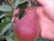 Pear varieties Rumyanaya Kedrina Photo and characteristics