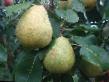 Päärynä (päärynäpuu) lajit Skazochnaya kuva ja ominaisuudet