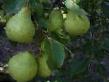 Pear varieties Bere Summer Photo and characteristics