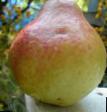 Pear varieties Lyubimica Klappa (Favoritka Klappa) Photo and characteristics