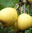 Pear varieties Moskvichka Photo and characteristics