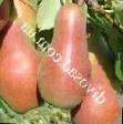 Pear varieties Talgarskaya krasavica Photo and characteristics