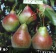 Pear varieties Allegro Photo and characteristics