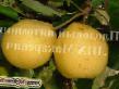 Pear varieties Tema  Photo and characteristics