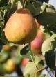 Päärynä (päärynäpuu)  Pamyat Zhegalova laji kuva