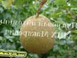 Pear varieties Khorup  Photo and characteristics
