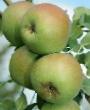 Päärynä (päärynäpuu)  Desertnaya rossoshanskaya laji kuva