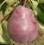 Pear varieties Carmen Photo and characteristics