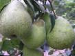 Pear varieties Avgustovskaya rosa  Photo and characteristics
