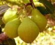 Pear varieties Detskaya   Photo and characteristics