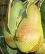 Pear varieties Svarog Photo and characteristics