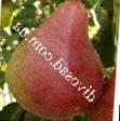 Päärynä (päärynäpuu)  Yantarnaya laji kuva