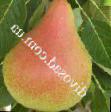 Pear varieties Osen Bukoviny Photo and characteristics