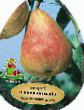 Päärynä (päärynäpuu) lajit Akademichaskaya  kuva ja ominaisuudet