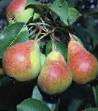 Pear varieties Orlovskaya krasavica Photo and characteristics