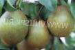 Pear varieties Annushka Photo and characteristics