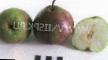 Pear varieties Bere Russian Photo and characteristics