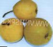 Pear varieties Berezhjonaya (Bere zhjoltaya uluchshennaya, Bere zhjoltaya) Photo and characteristics