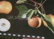 Päron sorter Bronzovaya Fil och egenskaper