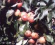 Päron sorter Veselinka (Novinka) Fil och egenskaper