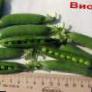 Peas varieties Viola Photo and characteristics