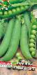 Peas varieties Linkoln Photo and characteristics