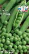 Peas varieties Atlant Photo and characteristics