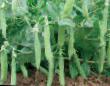Peas varieties Radovan  Photo and characteristics