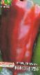 Πιπεριές ποικιλίες Volove ukho φωτογραφία και χαρακτηριστικά