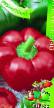 Πιπεριές ποικιλίες Rubinovyjj φωτογραφία και χαρακτηριστικά