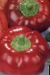 Πιπεριές ποικιλίες Sadovoe kolco Semko φωτογραφία και χαρακτηριστικά