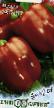 Peppers varieties Saturn (seriya Zamoroz!) Photo and characteristics