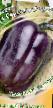 des poivres les espèces Sirenevyjj tuman F1 Photo et les caractéristiques