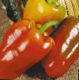 Peppers varieties Pik NK Photo and characteristics