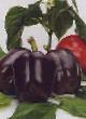 Peppers varieties Fiolet F1 Photo and characteristics