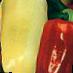 Πιπεριές ποικιλίες Bonus φωτογραφία και χαρακτηριστικά