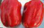 Πιπεριές ποικιλίες Gerkules F1  φωτογραφία και χαρακτηριστικά