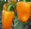 Peppers varieties Galateya Photo and characteristics