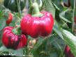 Πιπεριές ποικιλίες Priz φωτογραφία και χαρακτηριστικά