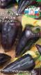 Πιπεριές ποικιλίες Chernyjj sakhar φωτογραφία και χαρακτηριστικά
