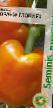 Peppers varieties Oranzh Glori F1 Photo and characteristics