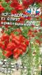 Peppers varieties Sprut Novogodnijj F1 (perec-derevo) Photo and characteristics