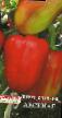 Peppers varieties Arsenal Photo and characteristics