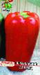 Peppers varieties Atlant Photo and characteristics