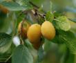 une prune les espèces Zolotaya kaplya Photo et les caractéristiques