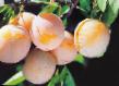 Prunus (Sliva) sort Svetlyachok  fotografija in značilnosti