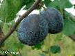 une prune les espèces Sinyaya ptica Photo et les caractéristiques